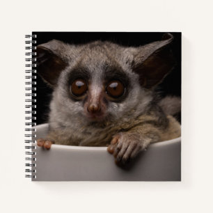 Cutest Baby Animals   Cute Bushbaby Notebook