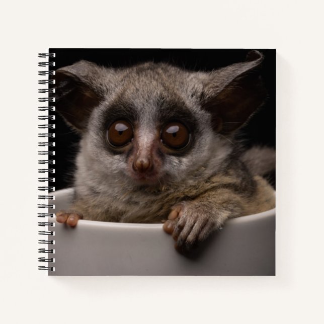 Cutest Baby Animals | Cute Bushbaby Notebook (Front)