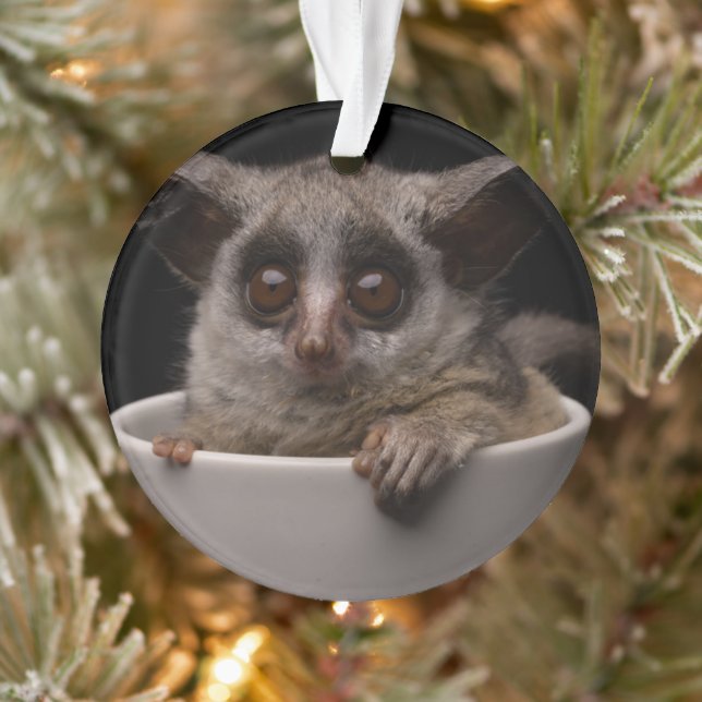 Cutest Baby Animals | Cute Bushbaby Ornament (Tree)