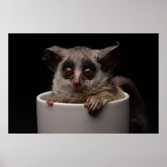 Cutest Baby Animals | Cute Bushbaby Poster (Front)