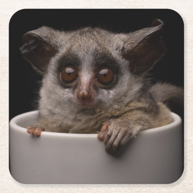 Cutest Baby Animals | Cute Bushbaby Square Paper Coaster (Front)