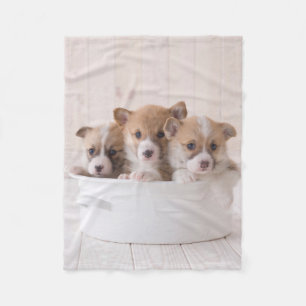 Cutest Baby Animals Cute Corgi Puppies in a Pot Fleece Blanket