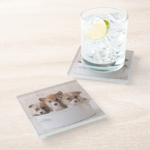 Cutest Baby Animals Cute Corgi Puppies in a Pot Glass Coaster