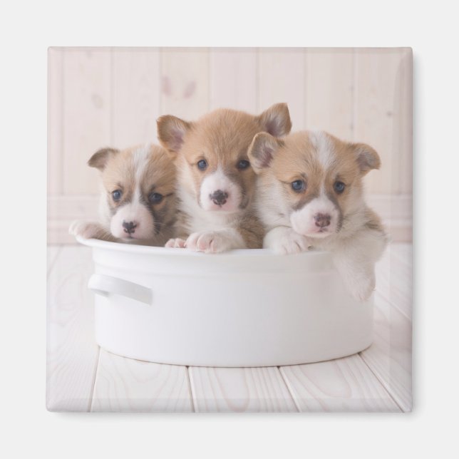 Cutest Baby Animals | Cute Corgi Puppies in a Pot Magnet (Front)