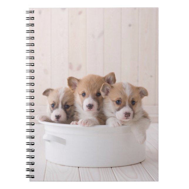 Cutest Baby Animals | Cute Corgi Puppies in a Pot Notebook (Front)