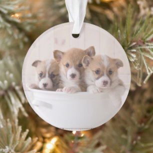 Cutest Baby Animals   Cute Corgi Puppies in a Pot Ornament