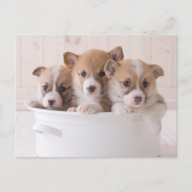 Cutest Baby Animals | Cute Corgi Puppies in a Pot Postcard (Front)