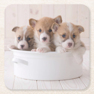 Cutest Baby Animals   Cute Corgi Puppies in a Pot Square Paper Coaster