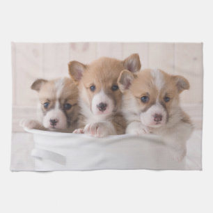 Cutest Baby Animals   Cute Corgi Puppies in a Pot Tea Towel