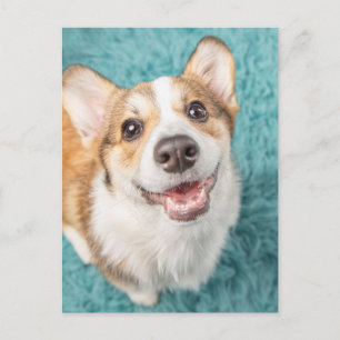 Cutest Baby Animals   Cute Corgi Puppy Smile Postcard