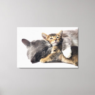 Cutest Baby Animals Cute Kitten Hug Canvas Print