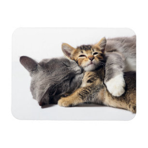 Cutest Baby Animals Cute Kitten Hug Magnet