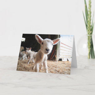 Cutest Baby Animals Cute Lamb in a Farm Card