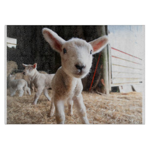 Cutest Baby Animals   Cute Lamb in a Farm Cutting Board