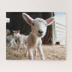 Cutest Baby Animals   Cute Lamb in a Farm Jigsaw Puzzle