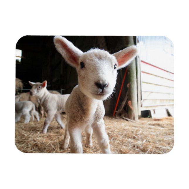 Cutest Baby Animals | Cute Lamb in a Farm Magnet (Horizontal)