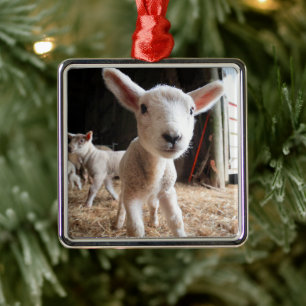Cutest Baby Animals   Cute Lamb in a Farm Metal Tree Decoration