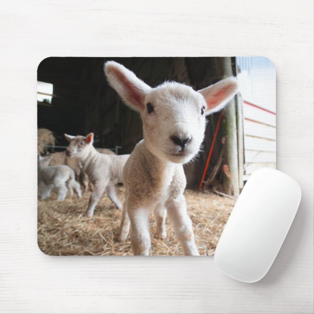 Cutest Baby Animals | Cute Lamb in a Farm Mouse Mat (With Mouse)