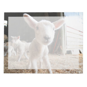 Cutest Baby Animals   Cute Lamb in a Farm Notepad
