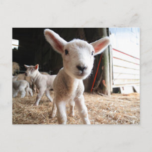 Cutest Baby Animals   Cute Lamb in a Farm Postcard