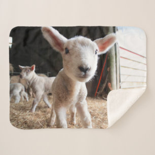 Cutest Baby Animals   Cute Lamb in a Farm Sherpa Blanket