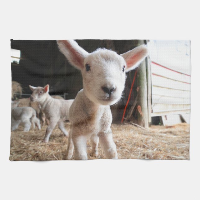 Cutest Baby Animals | Cute Lamb in a Farm Tea Towel (Horizontal)