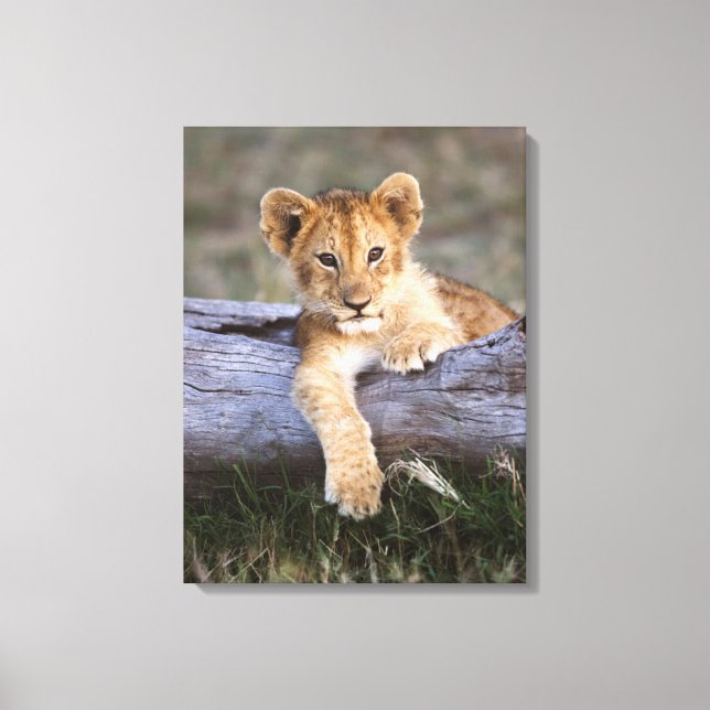 Cutest Baby Animals | Cute Lion Cub Canvas Print (Front)