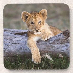 Cutest Baby Animals Cute Lion Cub Coaster