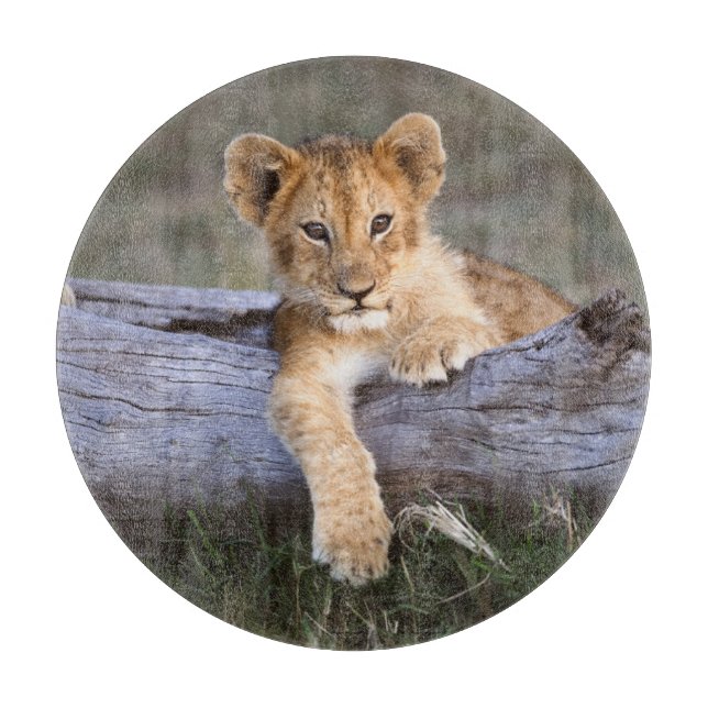 Cutest Baby Animals | Cute Lion Cub Cutting Board (Front)
