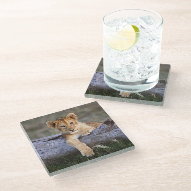 Cutest Baby Animals | Cute Lion Cub Glass Coaster (Angled)