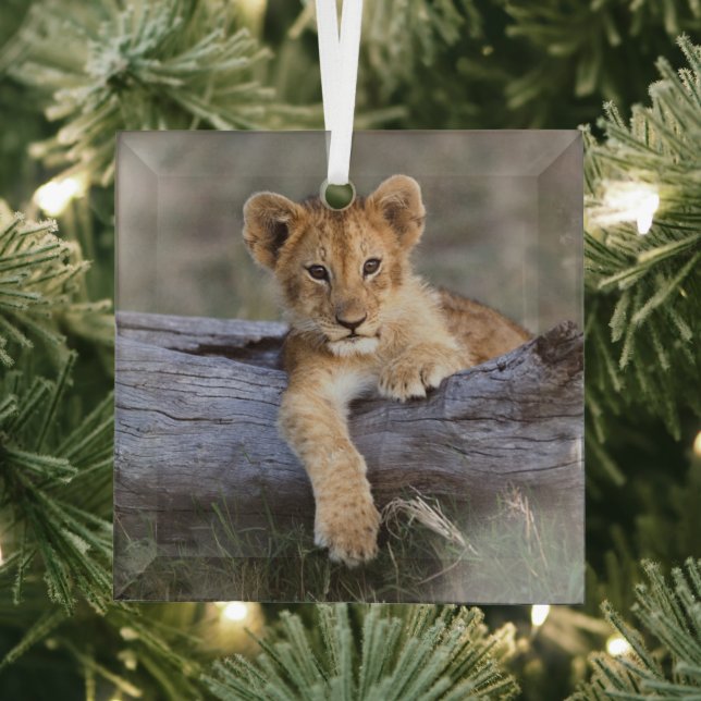 Cutest Baby Animals | Cute Lion Cub Glass Tree Decoration (Insitu)