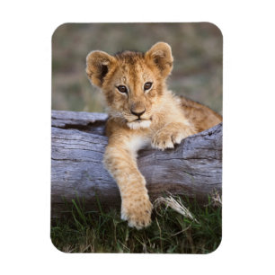 Cutest Baby Animals Cute Lion Cub Magnet