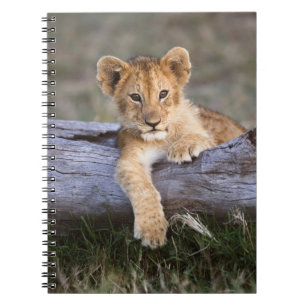 Cutest Baby Animals Cute Lion Cub Notebook