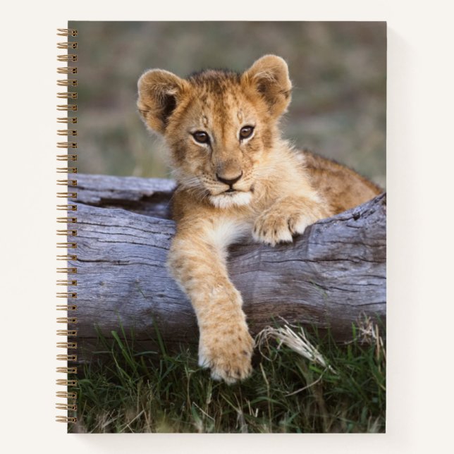 Cutest Baby Animals | Cute Lion Cub Notebook (Front)