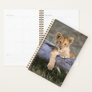 Cutest Baby Animals   Cute Lion Cub Planner