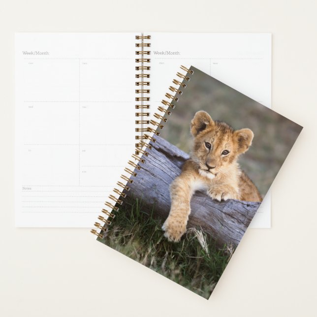 Cutest Baby Animals | Cute Lion Cub Planner (Display)