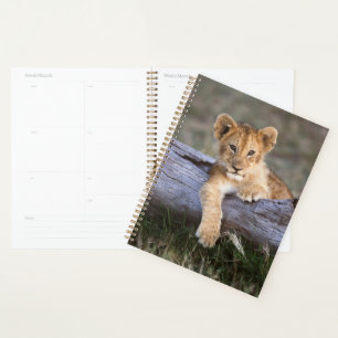 Cutest Baby Animals   Cute Lion Cub Planner
