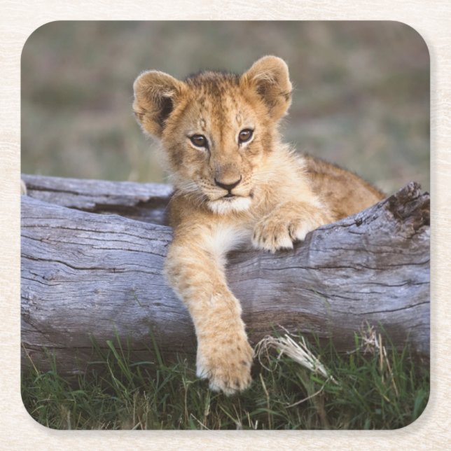 Cutest Baby Animals | Cute Lion Cub Square Paper Coaster (Front)
