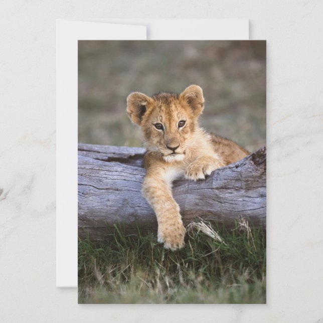 Cutest Baby Animals | Cute Lion Cub Thank You Card (Front)