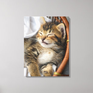 Cutest Baby Animals Cute Tabby Cat Sleeping Canvas Print