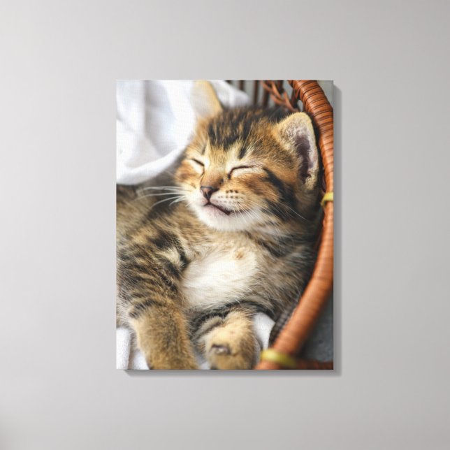 Cutest Baby Animals | Cute Tabby Cat Sleeping Canvas Print (Front)