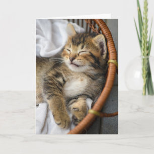 Cutest Baby Animals Cute Tabby Cat Sleeping Card