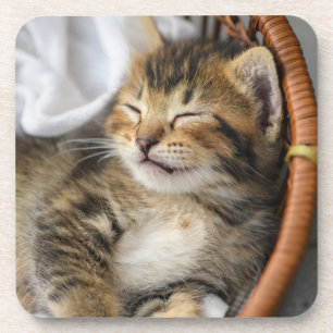 Cutest Baby Animals Cute Tabby Cat Sleeping Coaster