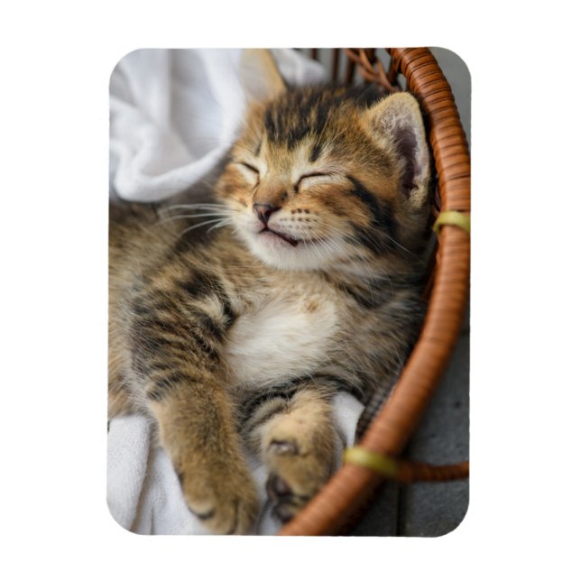 Cutest Baby Animals | Cute Tabby Cat Sleeping Magnet (Vertical)
