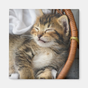 Cutest Baby Animals   Cute Tabby Cat Sleeping Magnet