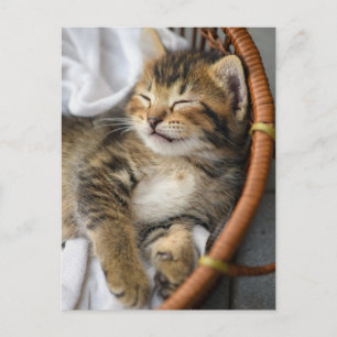 Cutest Baby Animals   Cute Tabby Cat Sleeping Postcard