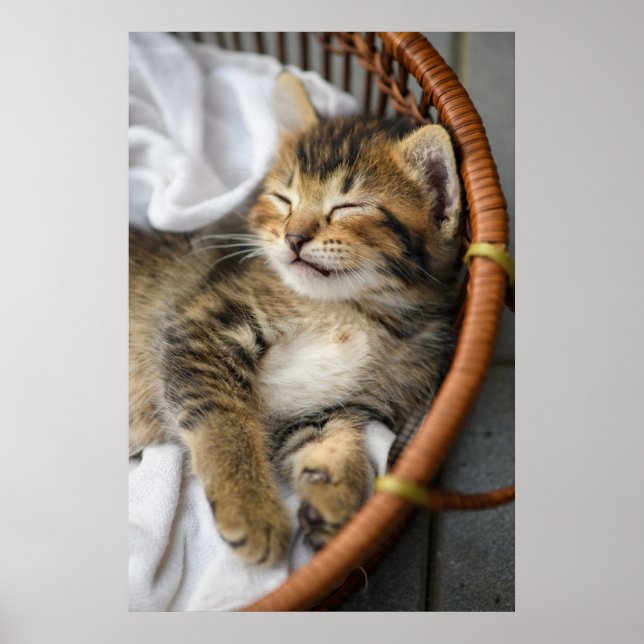 Cutest Baby Animals | Cute Tabby Cat Sleeping Poster (Front)