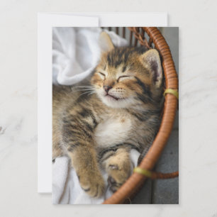 Cutest Baby Animals   Cute Tabby Cat Sleeping Thank You Card