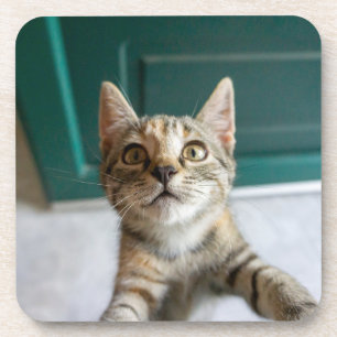 Cutest Baby Animals Cute Tabby Kitten Coaster