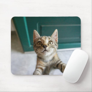 Cutest Baby Animals Cute Tabby Kitten Mouse Mat